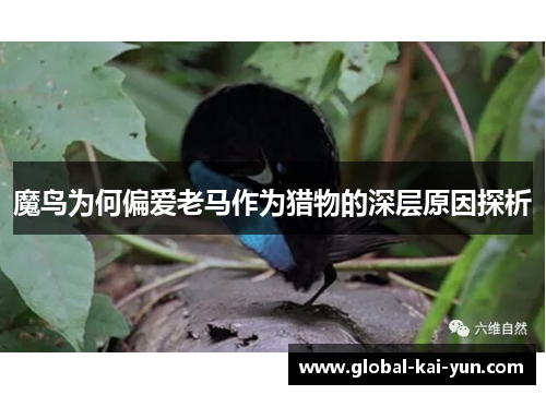魔鸟为何偏爱老马作为猎物的深层原因探析